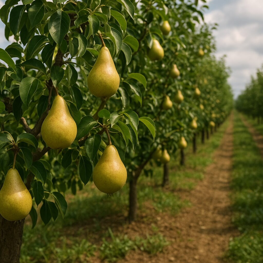 Uprawa gruszek