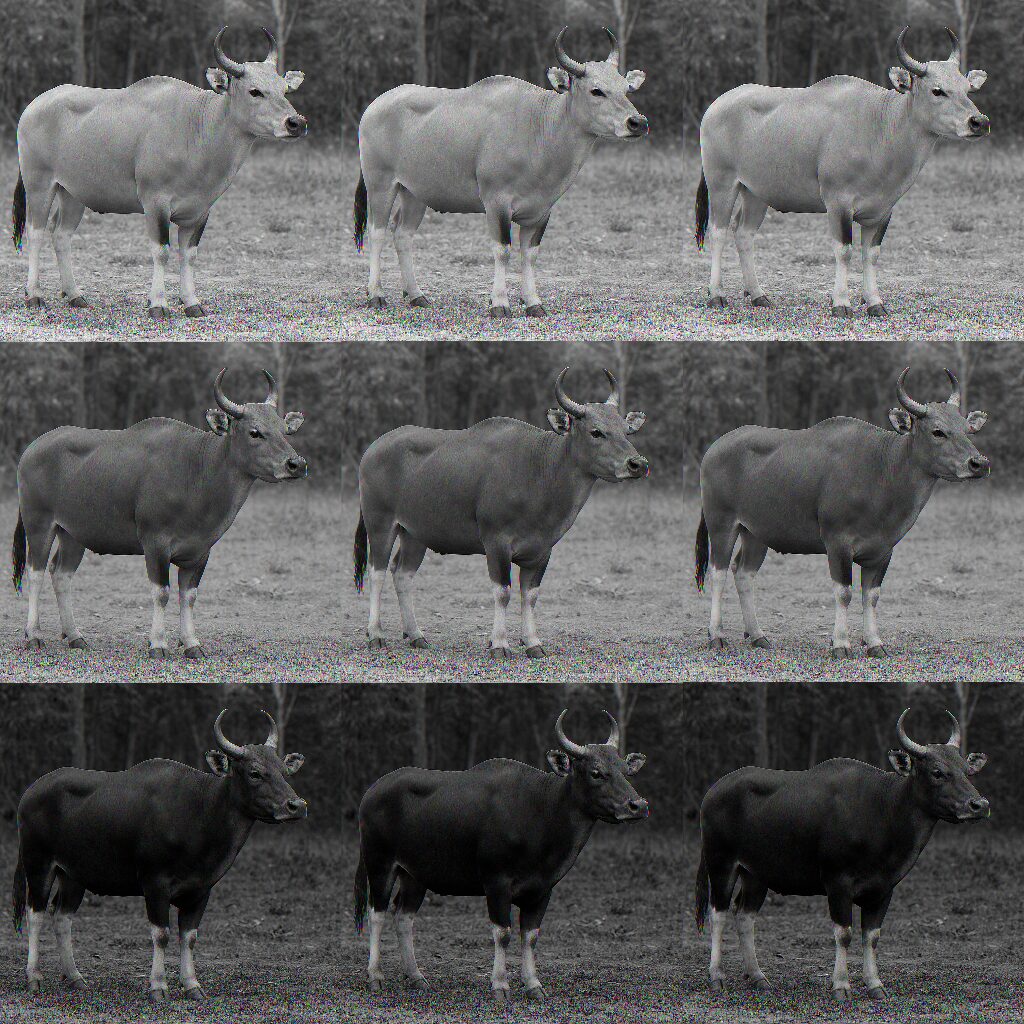 Bydło rasy Borneo Native