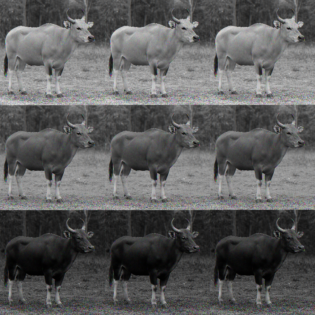 Bydło rasy Borneo Native