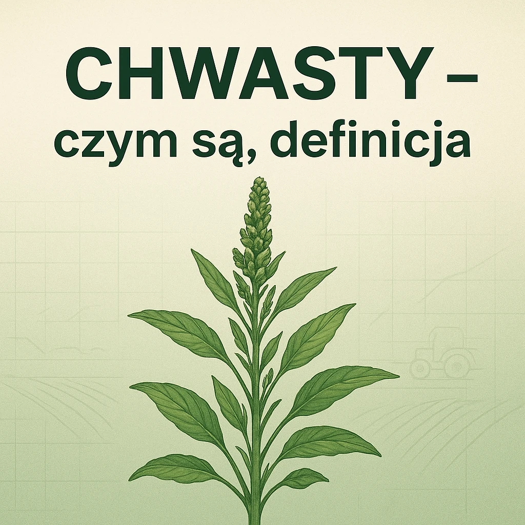 Chwasty – czym są, definicja