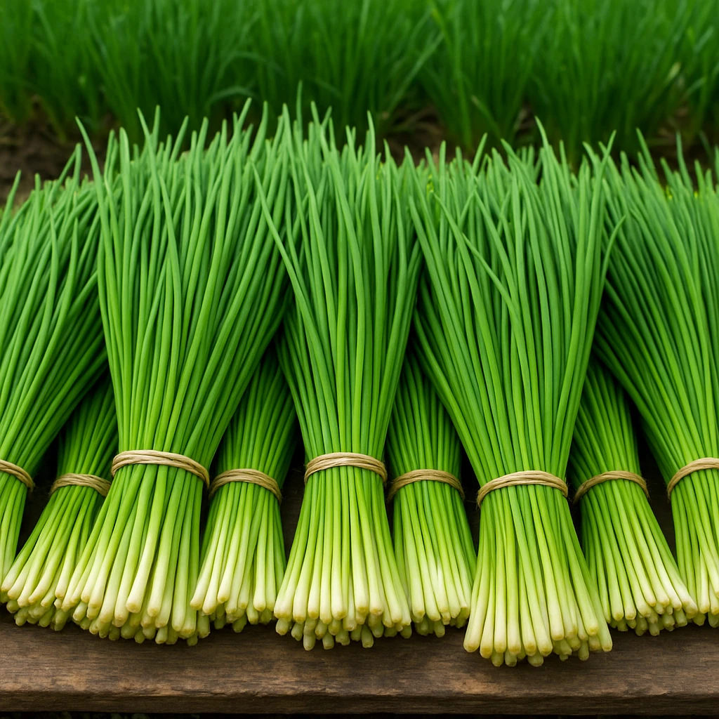 Uprawa szczypiorku na sprzedaż pęczkową