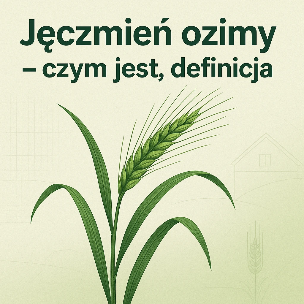 Jęczmień ozimy – czym jest, definicja