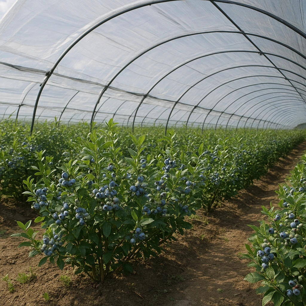Zastosowanie osłon i daszków w uprawie borówki