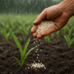 Wpływ opadów na skuteczność nawożenia azotowego