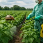 Ochrona plantacji ziemniaka przed stonką – strategie chemiczne i biologiczne