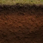 Gleby brunatne kwaśne