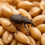 Miniarka zbożowa – zboża