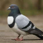 Gołąb polski tarczowy – Columba livia domestica – gołąb