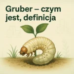 Gruber – czym jest, definicja