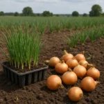 Produkcja cebuli z rozsady – czy to się opłaca w polskich warunkach