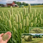 Tymotka łąkowa – Phleum pratense (roślina pastewna)