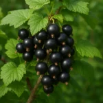 Odmiany porzeczki czarnej o wysokiej zawartości witaminy C