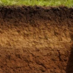 Gleby brunatne wyługowane