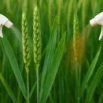 Fungicydy w zbożach – różnice między triazolami a strobilurynami