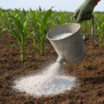 Wapnowanie stanowiska pod kukurydzę – kiedy i jak wykonać