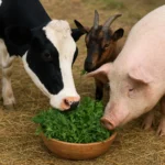 Zioła w żywieniu zwierząt gospodarskich – moda czy realne wsparcie?