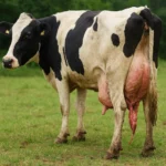 Wypadanie pochwy u krów – przyczyny i zapobieganie