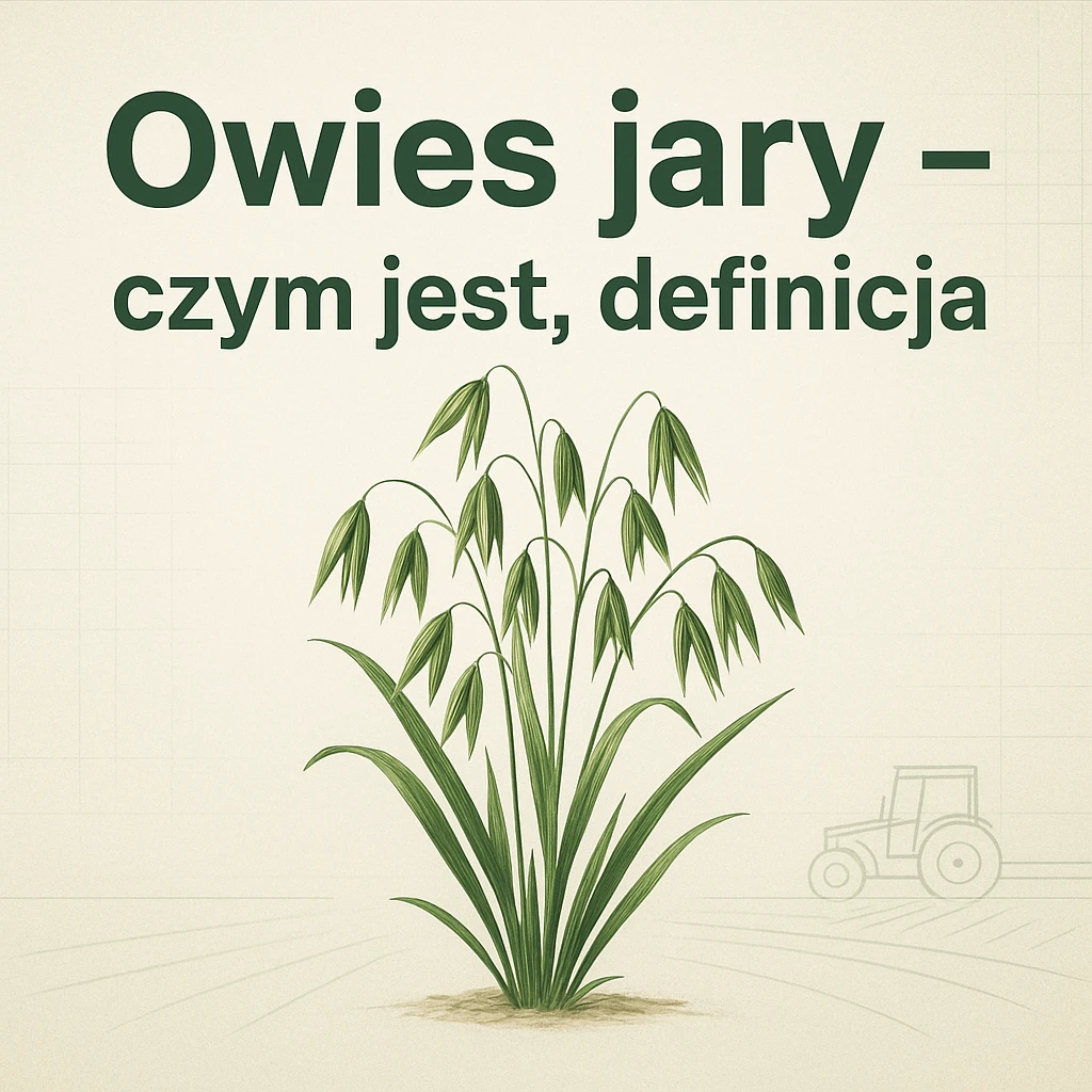 Owies jary – czym jest, definicja