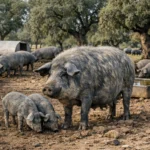 Entrepelado Iberico – Sus scrofa domesticus – trzoda chlewna
