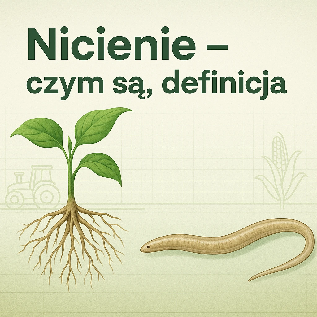 Nicienie – czym są, definicja