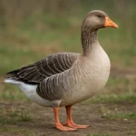 Gęś Thuringian – Anser anser domesticus – gęś