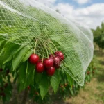 Produkcja czereśni – czy siatki przeciwgradowe są konieczne?