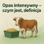 Opas intensywny – czym jest, definicja