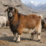 Xinjiang Brown – Capra hircus – koza ogólnoużytkowa