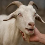 Zakaźne zapalenie mózgu u kóz – objawy neurologiczne