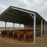 Projektowanie wiat dla bydła mięsnego na terenach wietrznych