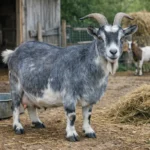 Azul – Capra hircus – koza ogólnoużytkowa
