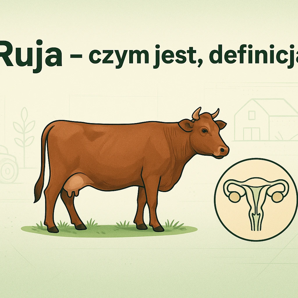 Ruja – czym jest, definicja
