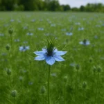 Plantacja czarnuszki damasceńskiej – dekoracyjna i zielarska