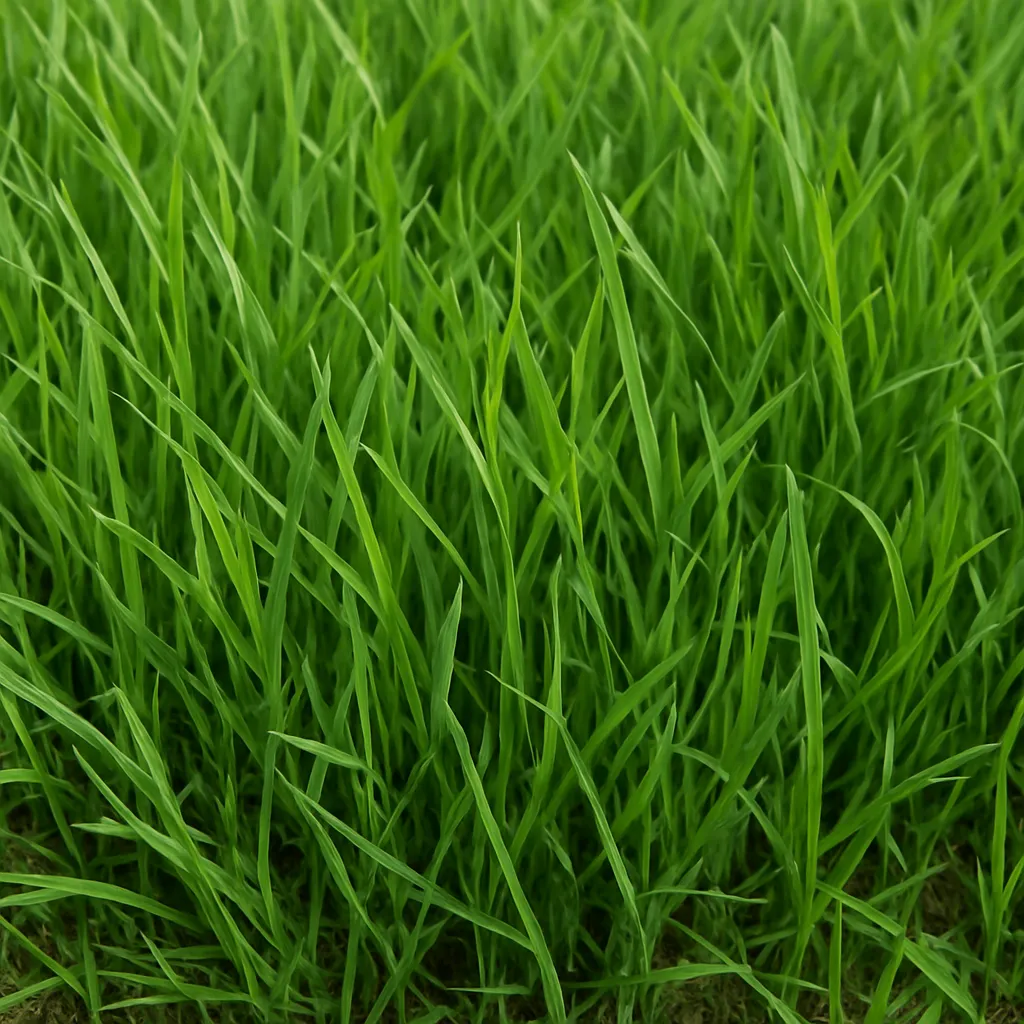 Barvette (trawa)