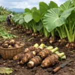 Taro olbrzymie – Alocasia macrorrhizos (roślina okopowa)