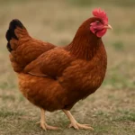 Poulet de Janzé – Gallus gallus domesticus – kura