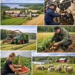 Rolnictwo w Finlandii – jak wygląda