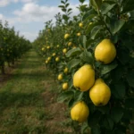 Plantacja pigwowca – owoce do przetwórstwa zielarskiego