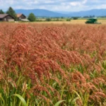Teff czerwony – Eragrostis tef (zboże)