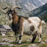 Balkan – Capra hircus – koza ogólnoużytkowa