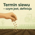 Termin siewu – czym jest, definicja