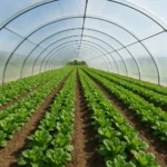 Tunel foliowy 500 m² – ile można zarobić rocznie?