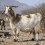 Afar – Capra hircus – koza ogólnoużytkowa