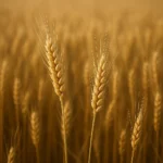Jak poprawić parametry gęstości ziarna