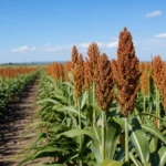 Sorgo