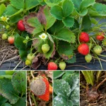 Choroby truskawek