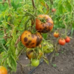 Plamy na pomidorach