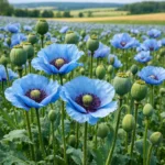 Mak niebieski – Papaver somniferum (roślina oleista)