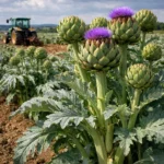 Kard – Cynara cardunculus (warzywo)