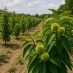 Plantacja kasztanowca – surowiec farmaceutyczny z nasion